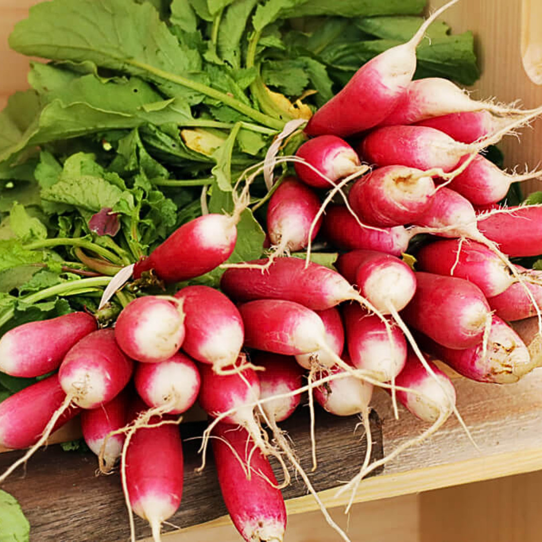 Fresh French Breakfast Radish Seeds | Heirloom Non-GMO | Fresh Vegetable Seeds