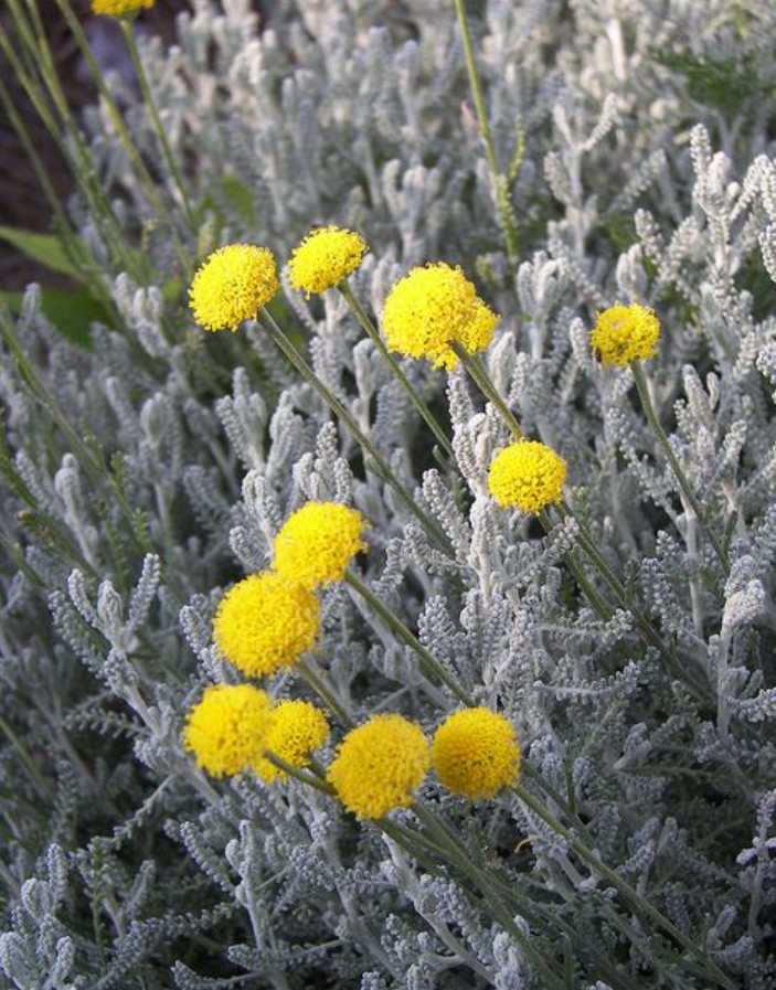 Gray Santolina Live Plant – 1 Gallon Pot – Fully Rooted Evergreen Shrub
