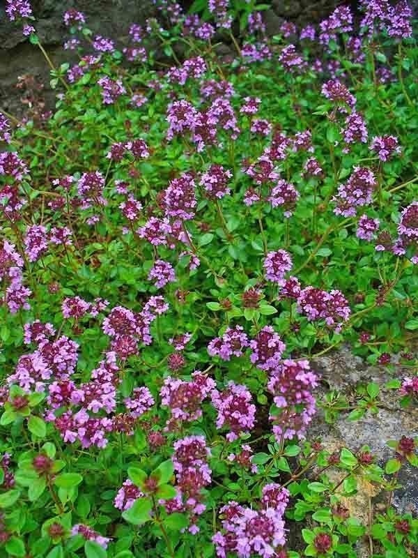 CREEPING THYME 4000 SEEDS PURPLE GROUNDCOVER LAWN HERB DROUGHT ARID PERENNIAL US
