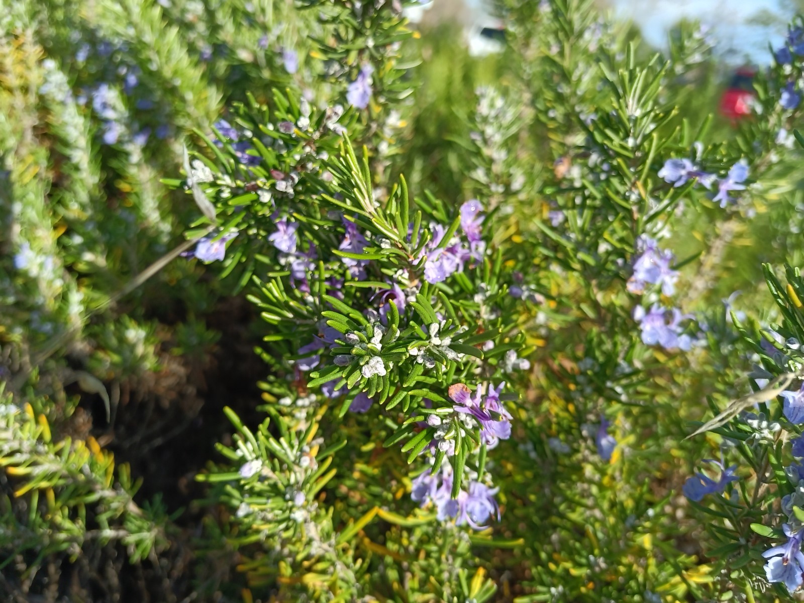 Organic Rosemary Herb Plant LIVE 12 X Cuttings 10 Inch each USA Grown FAST SHIP