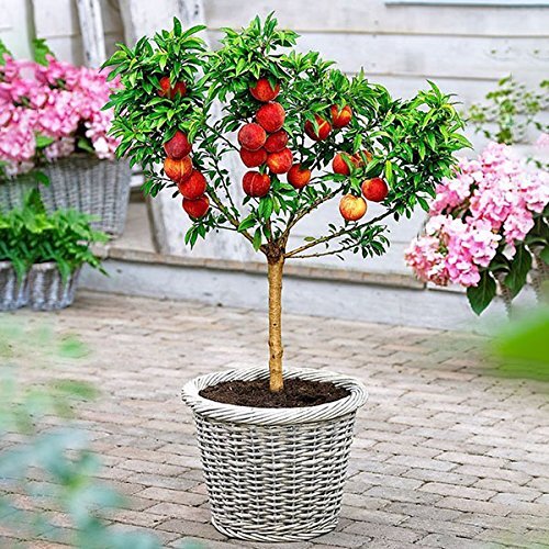 Peach Bonsai Tree Seeds – 4 Large Seeds – Grow Fruit Bearing Bonsai – Made in US