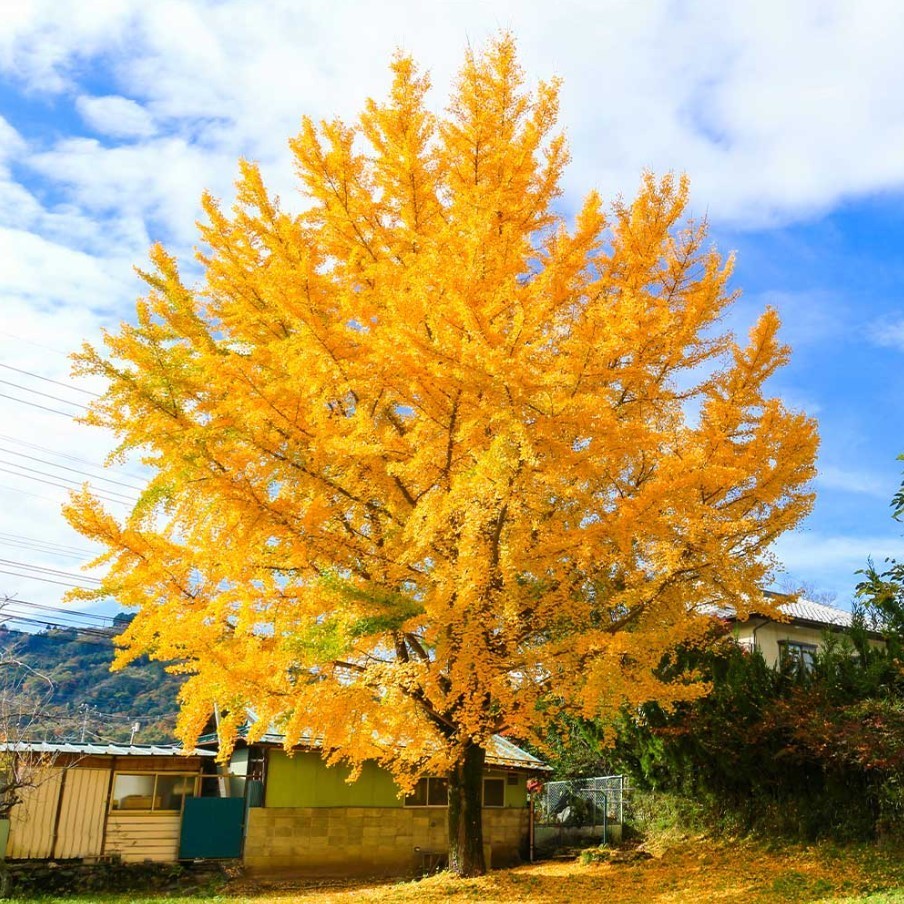 Ginkgo Live Tree – 6-12″ Tall – 1Qt Pot – Ginkgo Biloba Deciduous Tree Zones 3–9