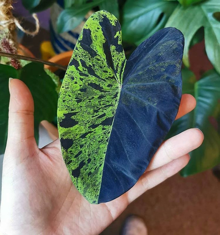 Rare Colocasia Mojito Elephant, Ear esculenta – Starter Live Plant