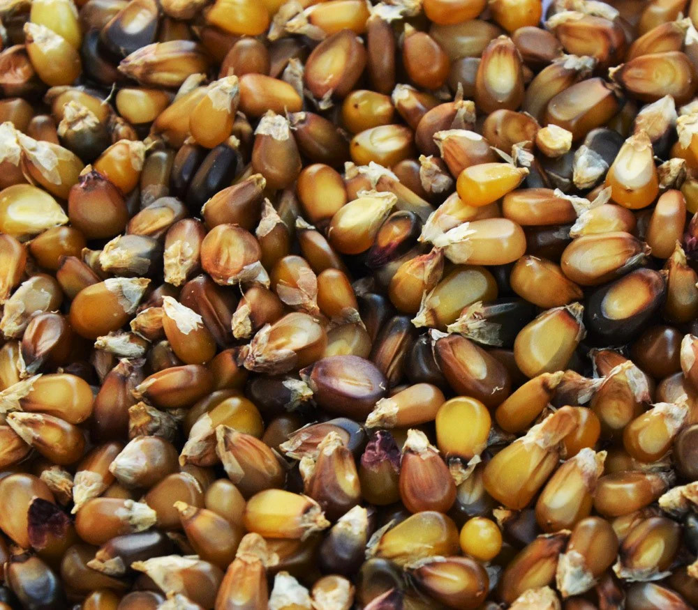 Shades of Brown Ornamental Corn Seeds | Tan Bronze Black Glass Popcorn Seed 2025