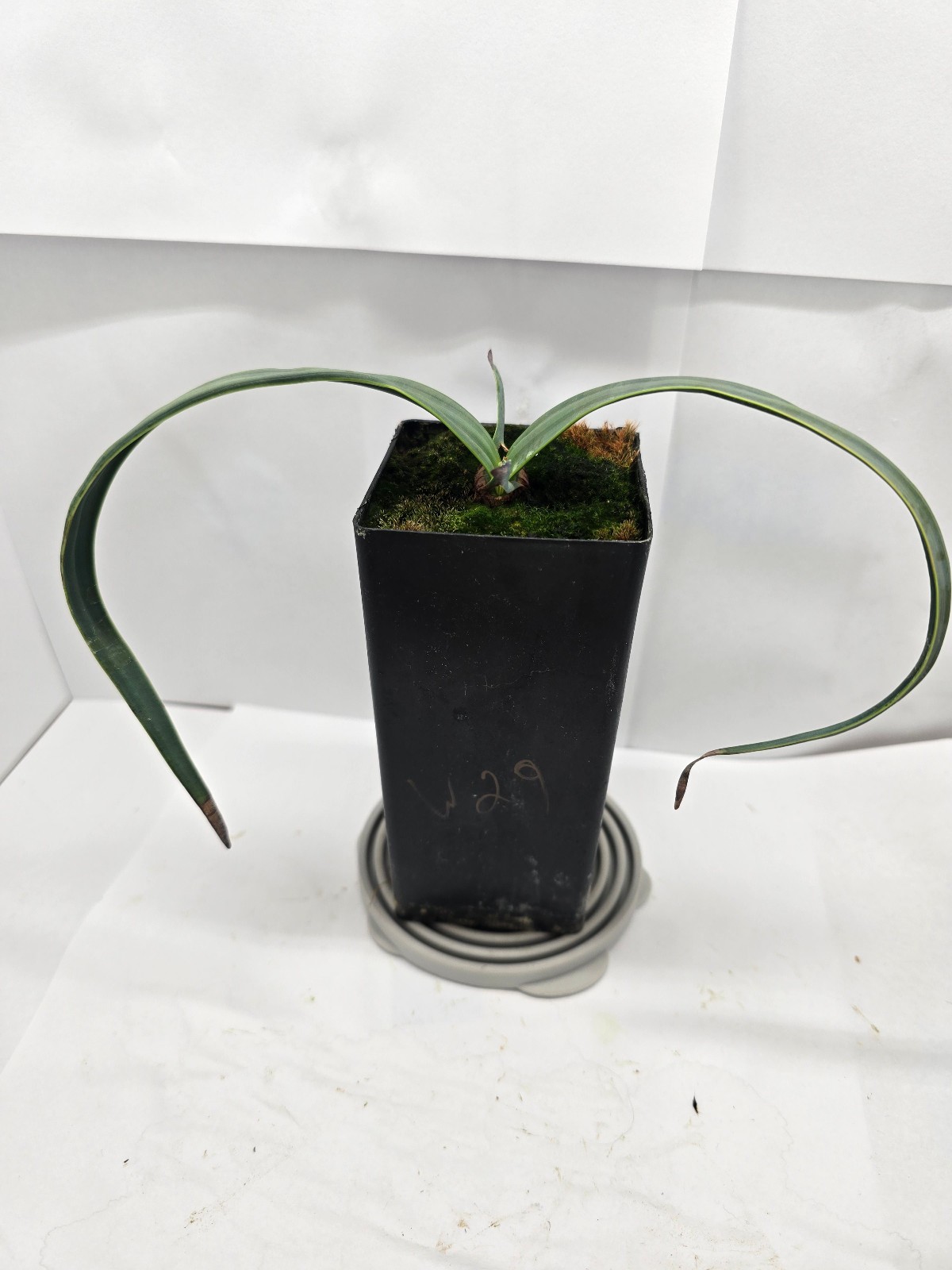 Welwitschia mirabilis 10 month old seedling