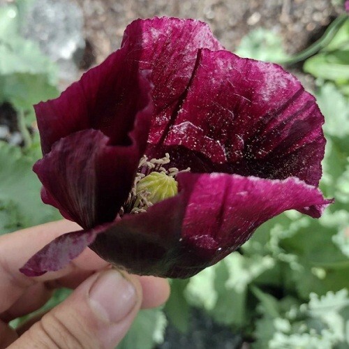2,500 Stratified Organic After Midnight P. Somniferum Poppy Seeds for Planting