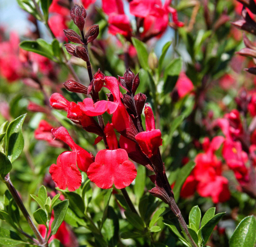 Set 2 Salvia Greggii Red Live Plants – 5-9″ Tall -Tolerant Flower for Pollinator