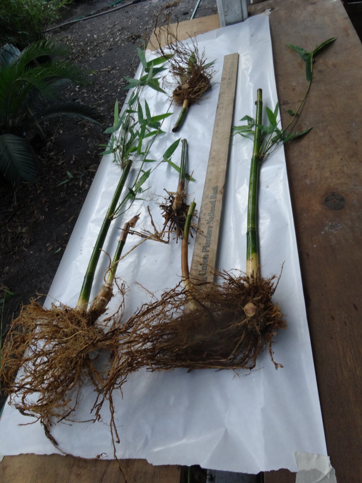 10 Starter Size Bambusa textilis ‘Kanapaha’–Wong Chuk/Royal/Giant Weavers Bamboo