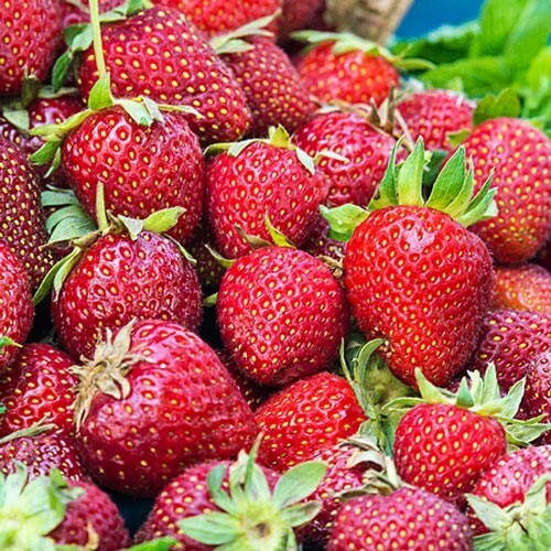 Albion Strawberry – Day Neutral Strawberry Plants (25 Bare-Root plants)