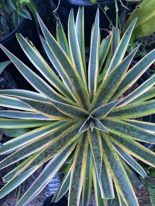PINEAPPLE PUNCH (MANFREDA X AGAVE HYBRID) MATURE PLANT