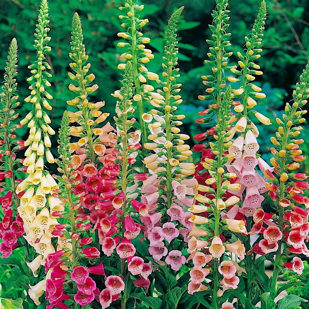 Excelsior Mix Foxglove Seeds | Non-GMO | Free Shipping | Seed Store | 1246