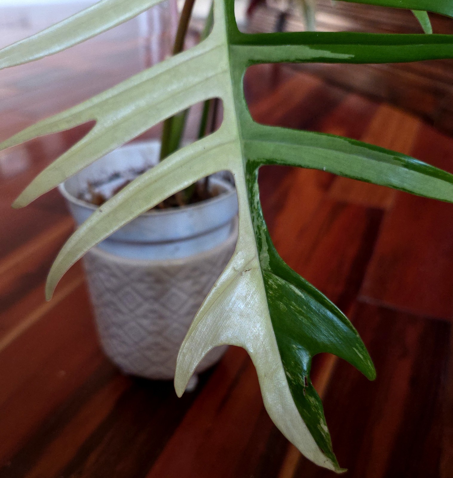 Rare Philodendron Florida Beauty X Tortum 21″ Wide Aroid Not Monstera Anthurium