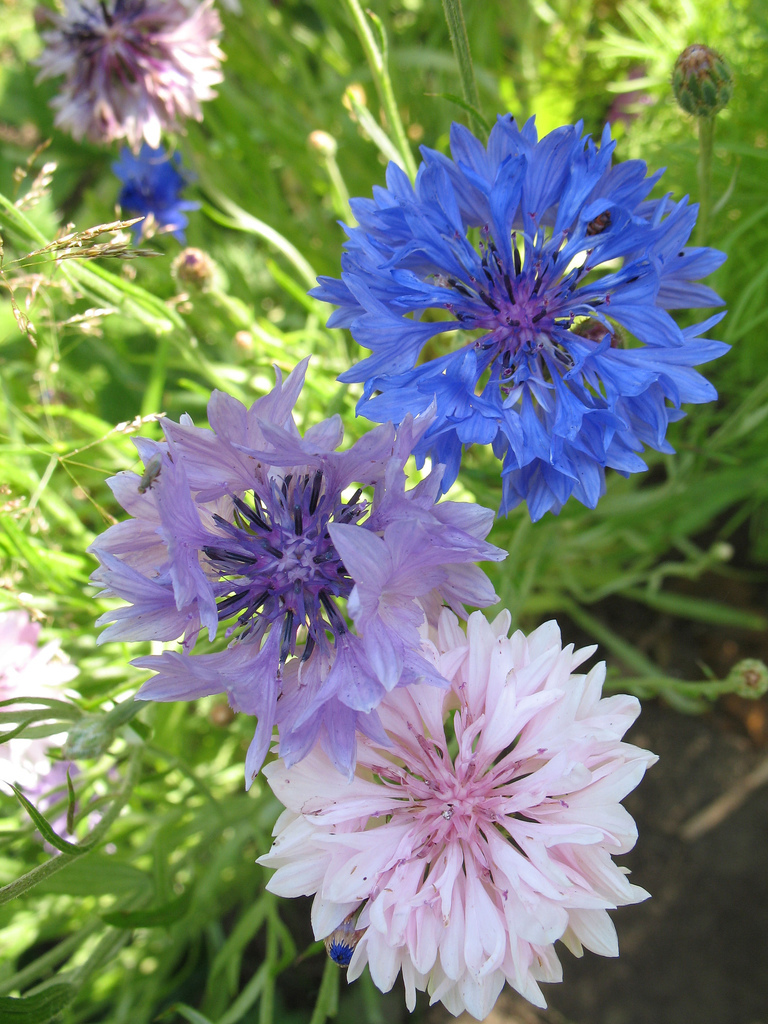 175 SEEDS – bachelor button BACHELOR’S BUTTONS MIX GroCo USA – BUY 15-SHIPS FREE