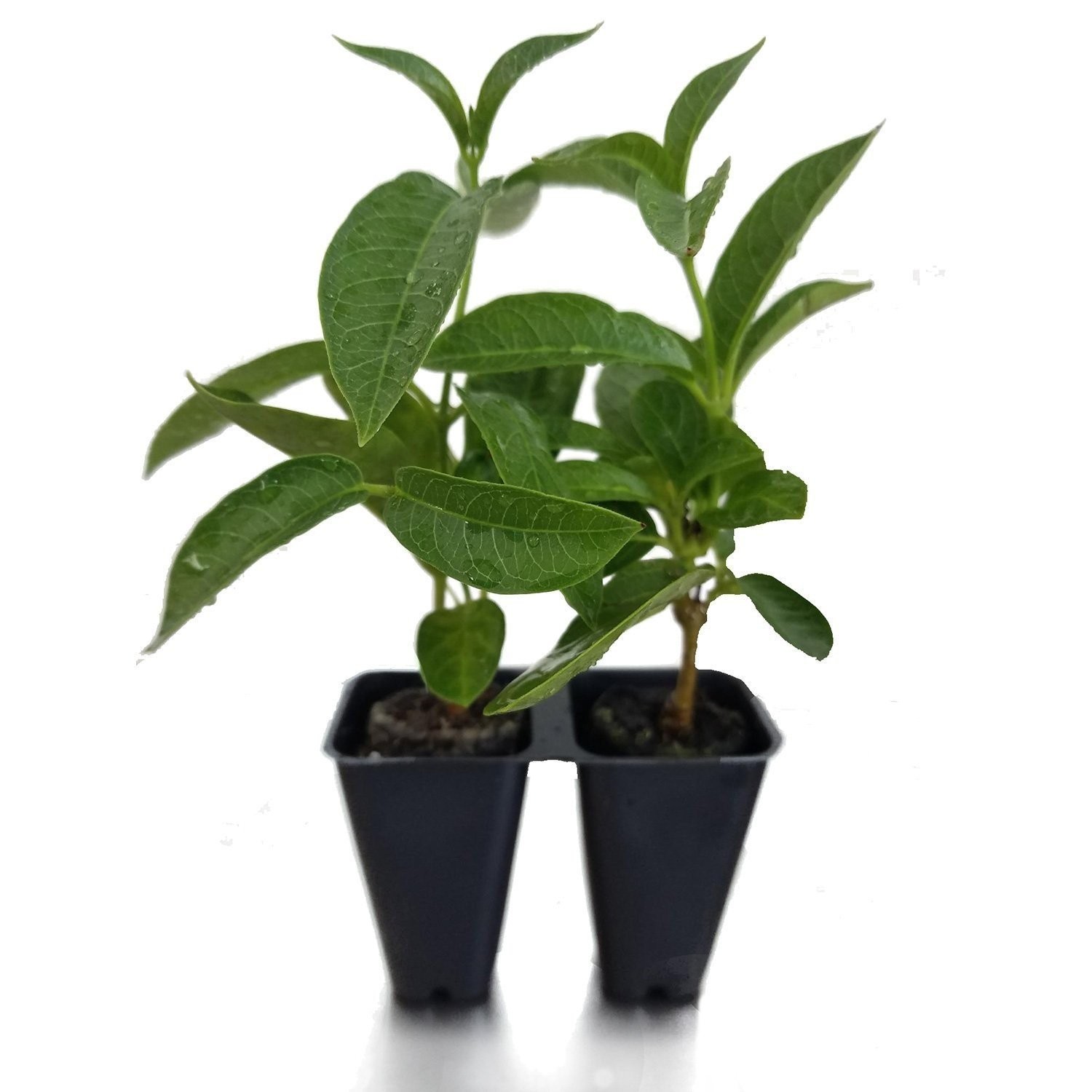 Mandevilla NEW! 2024 FiredUp Orange Starter Plant, Lot of 2