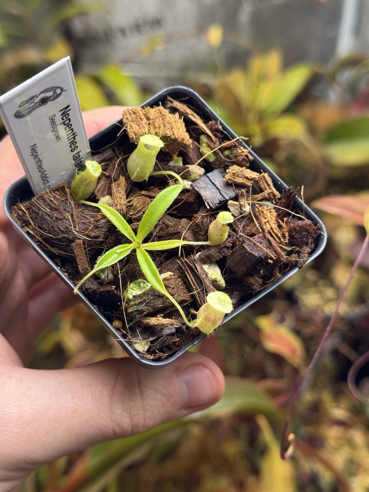 Nepenthes Talangensis – Seedgrown- Rare Small Squat Pitchers- Highland