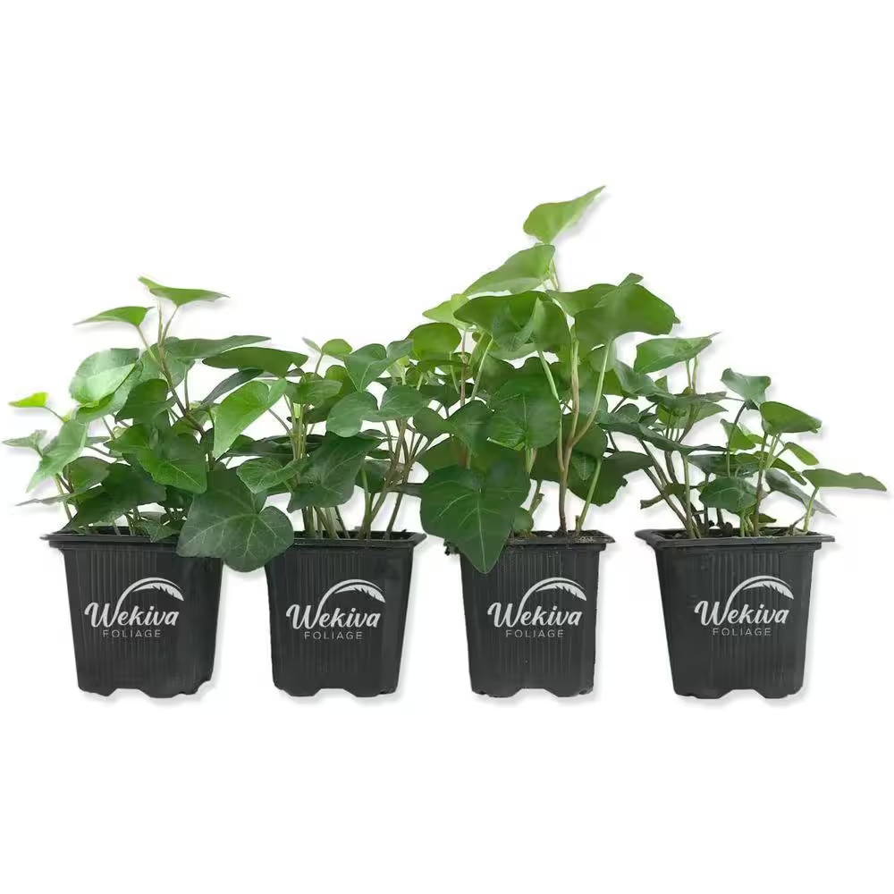 Green English Ivy-4 Live Plants in 3 In. Pots-Hedera Helix-Beautiful Easy Care A