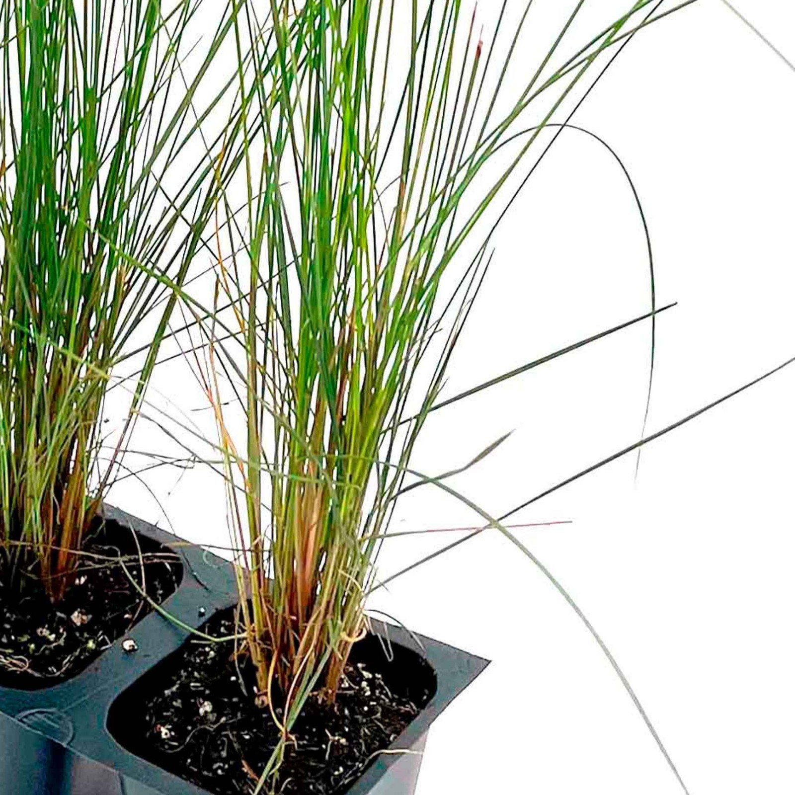 Pink Muhly Grass (Muhlenbergia capillaris) in 2.5” Nursery Cubes, Live Plants