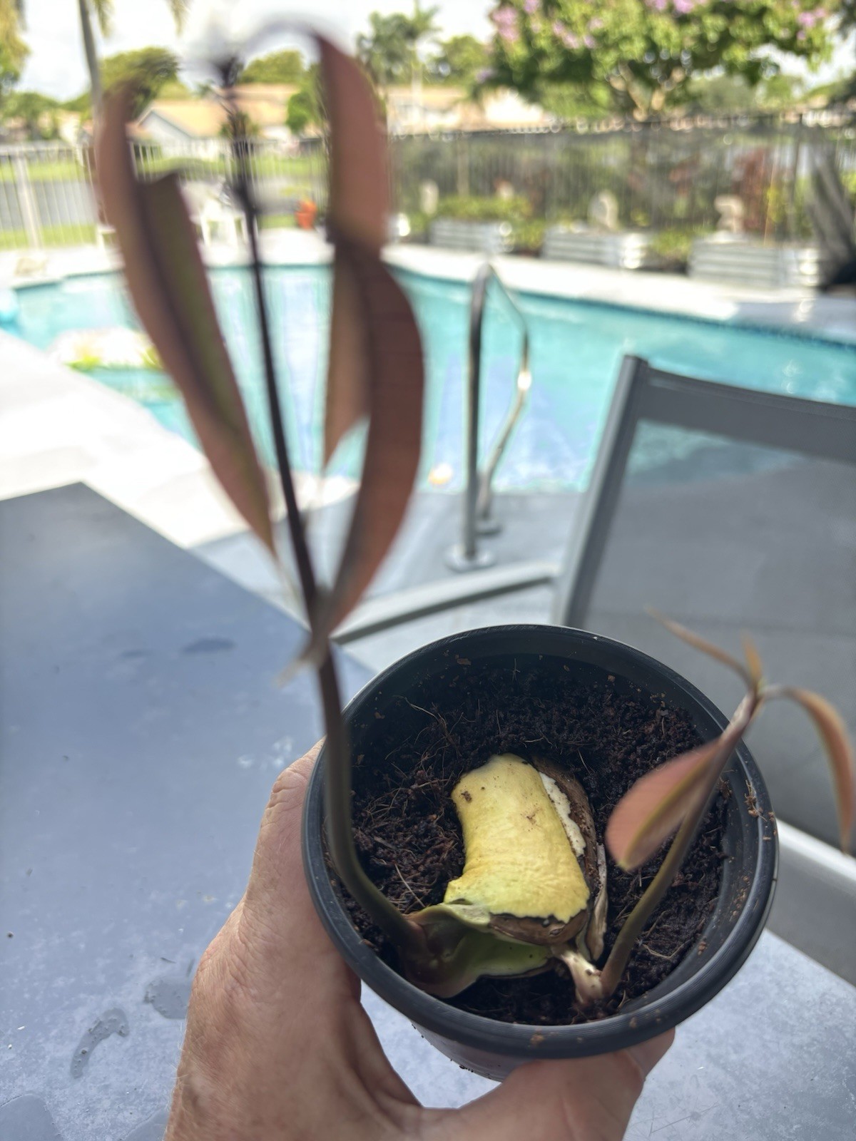 2 Yrs To Fruit Mango Tree Clone Polyembryonic 4 Seeds NO GRAFTED NEEDED