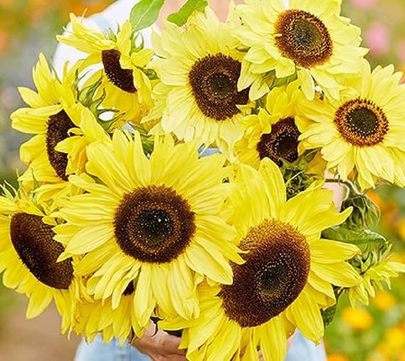 Vibrant Lemon Queen Sunflower Seeds for Planting – Heirloom Non GMO