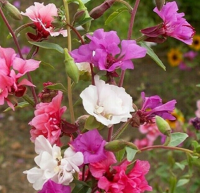 CLARKIA FLOWER SEEDS 1000+ annual FLOWER garden BRIGHT colors 24″ FREE SHIPPING