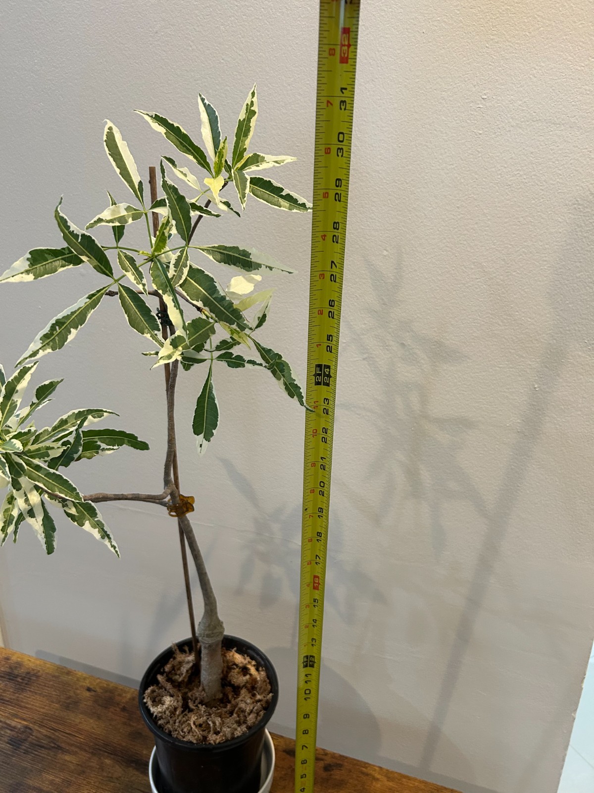Variegated Baobab (Adansonia digitata ‘Variegata’)- close to pictured, US seller