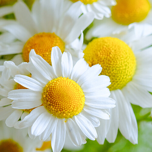German Chamomile Seeds | 2,500 Seeds | Heirloom – Non-GMO | Free Shipping | 1152