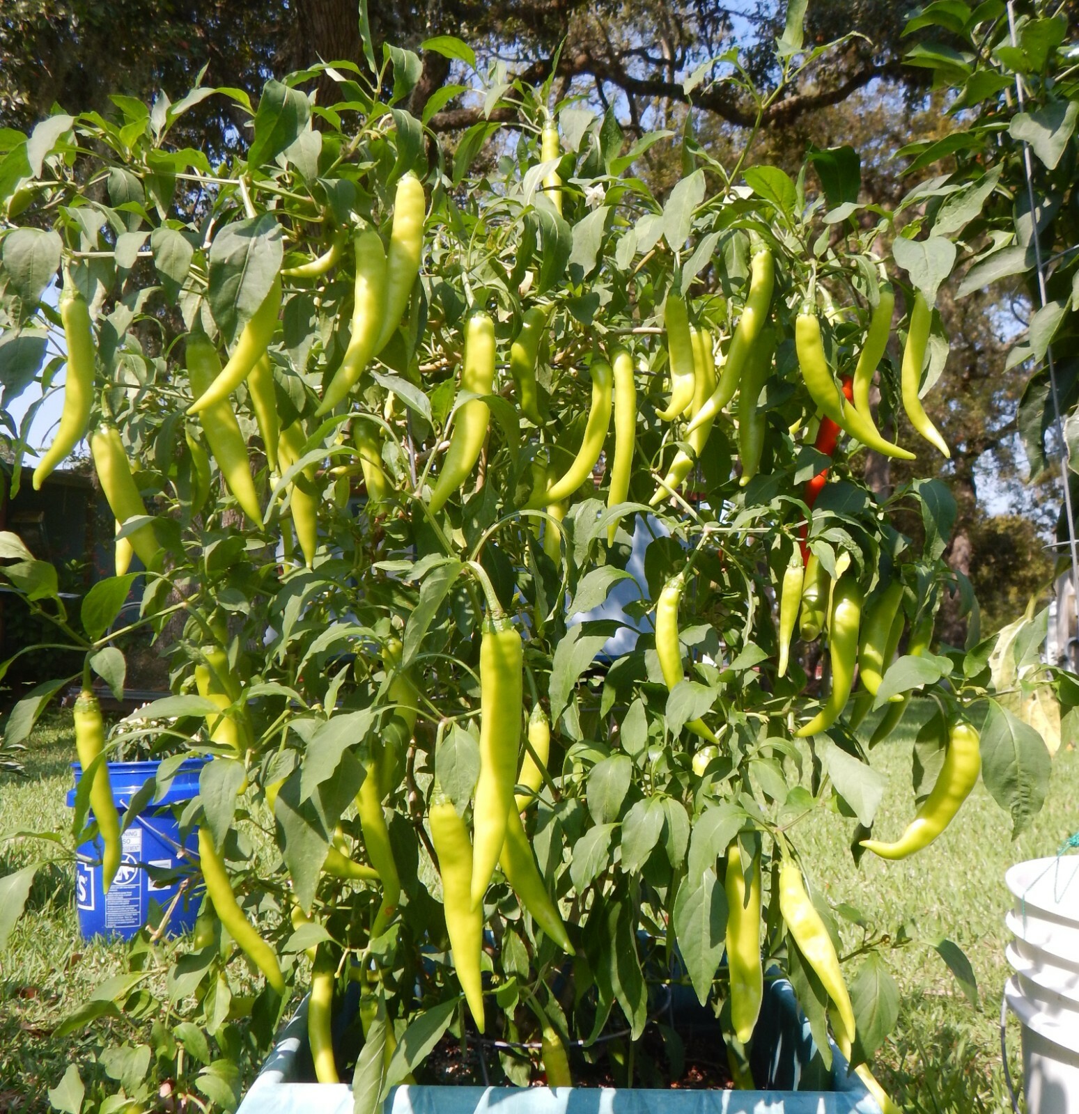 SINIGANG GREEN FINGER SILI HABA PEPPER SEEDS FILIPINO PHILIPPINES 25 PER PACK 