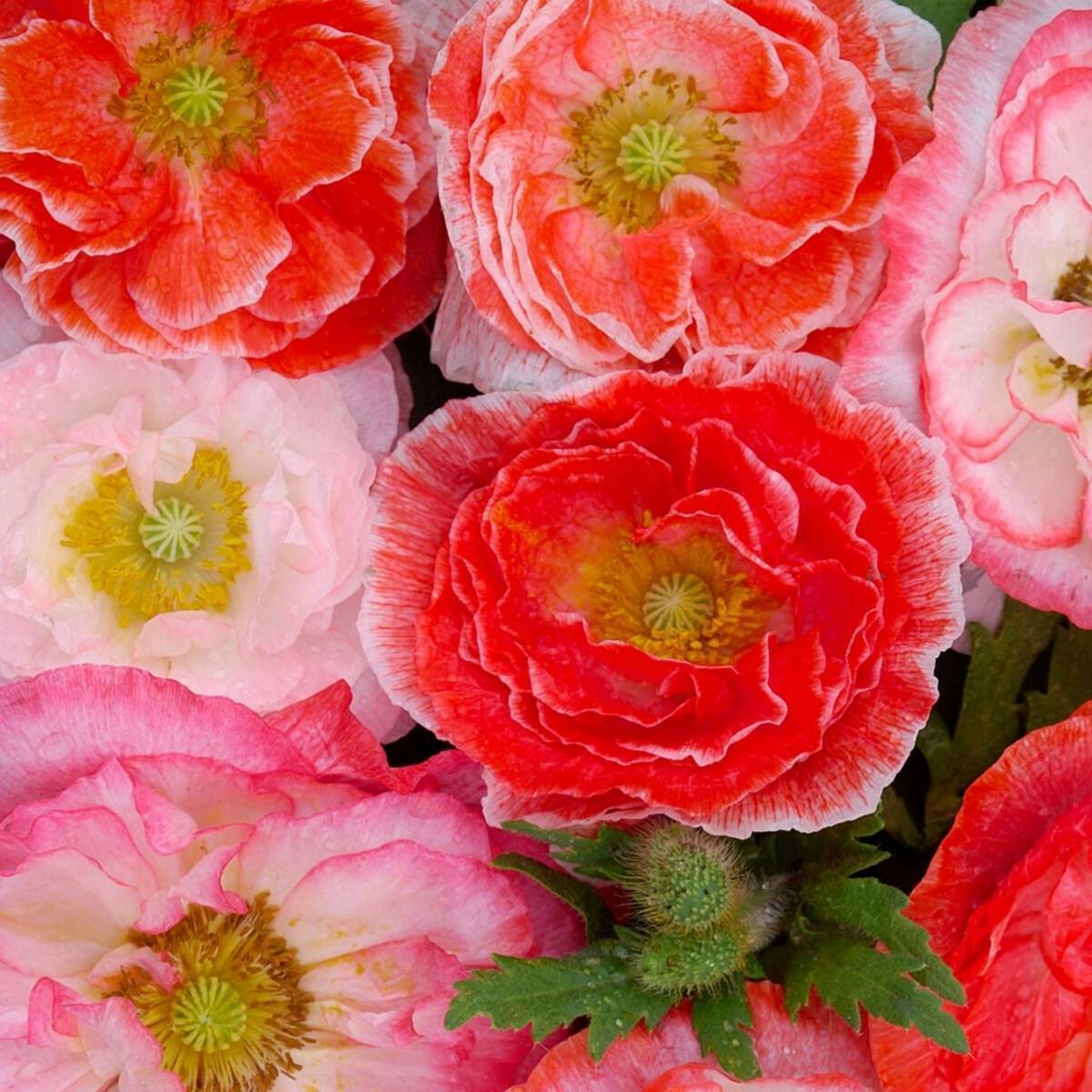 Double Shirley Poppy Seeds 1000+ Flower MIXED Colorful USA SELLER FREE SHIPPING