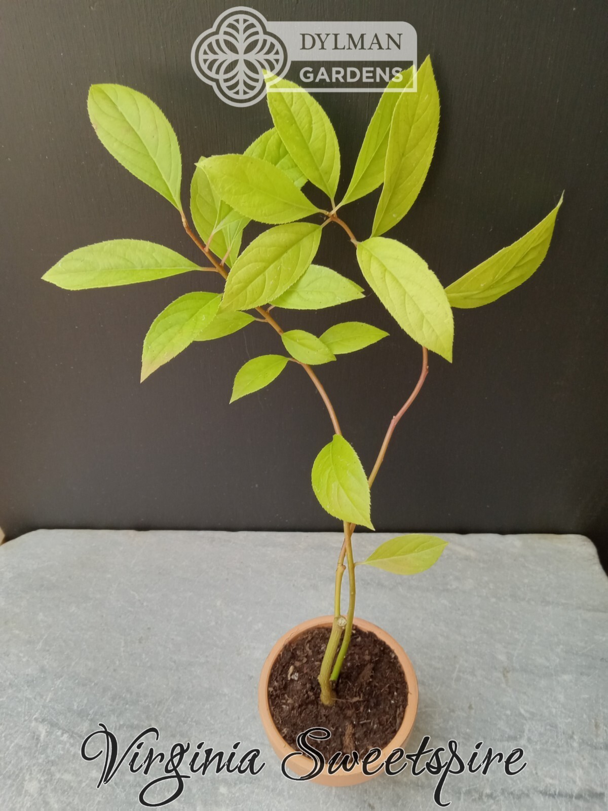 Sweetspire (Itea virginica) – Virginia Willow – Live Plant – Multiple Sizes