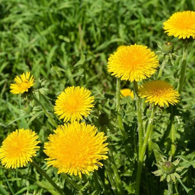 Dandelion Live Plant 3-6 Inch Tall in 4 Inch Pot – Live Dandelion Plants