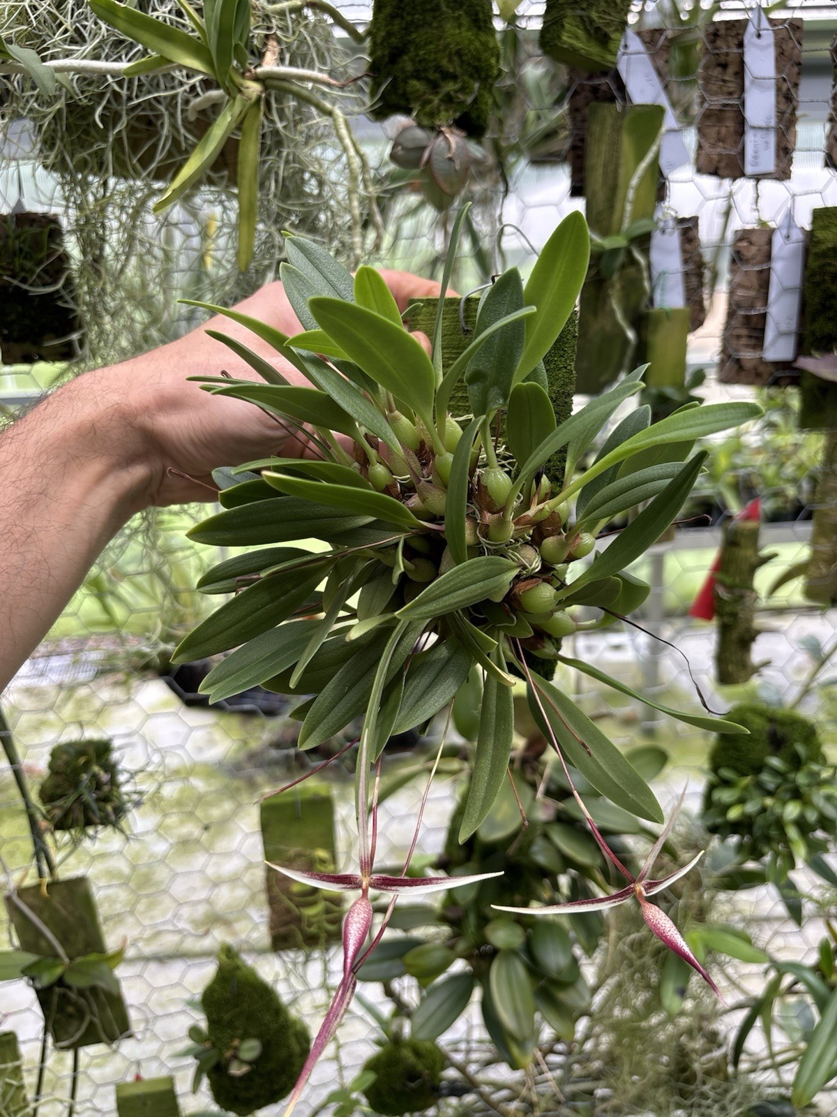 Bulbophyllum nitidum XXL MANY SPIKES miniature Orchid Species PNG