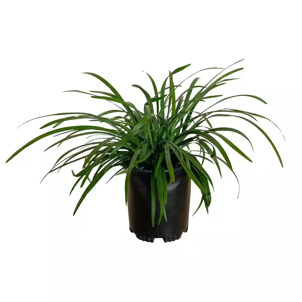 2.5 Qt. Big Blue Liriope Grass (Lily Turf) with Purple Flower Spikes