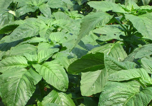 500+Green Amaranth Seeds Chinese Spinach Yin Cho Green Edible Vegetable USA