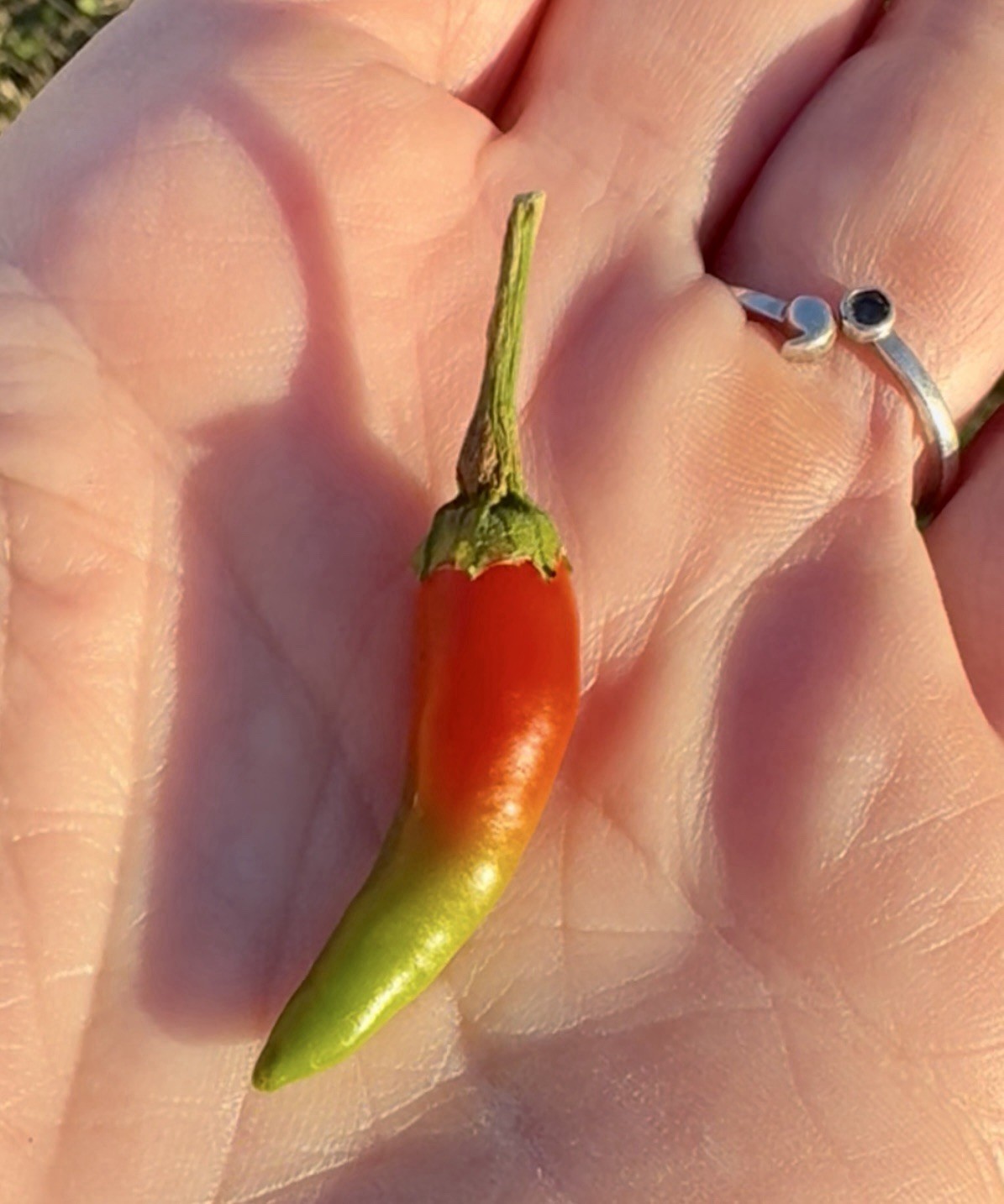 Green House Floor Hot Pepper Mix 16 Varieties 250+ Seeds