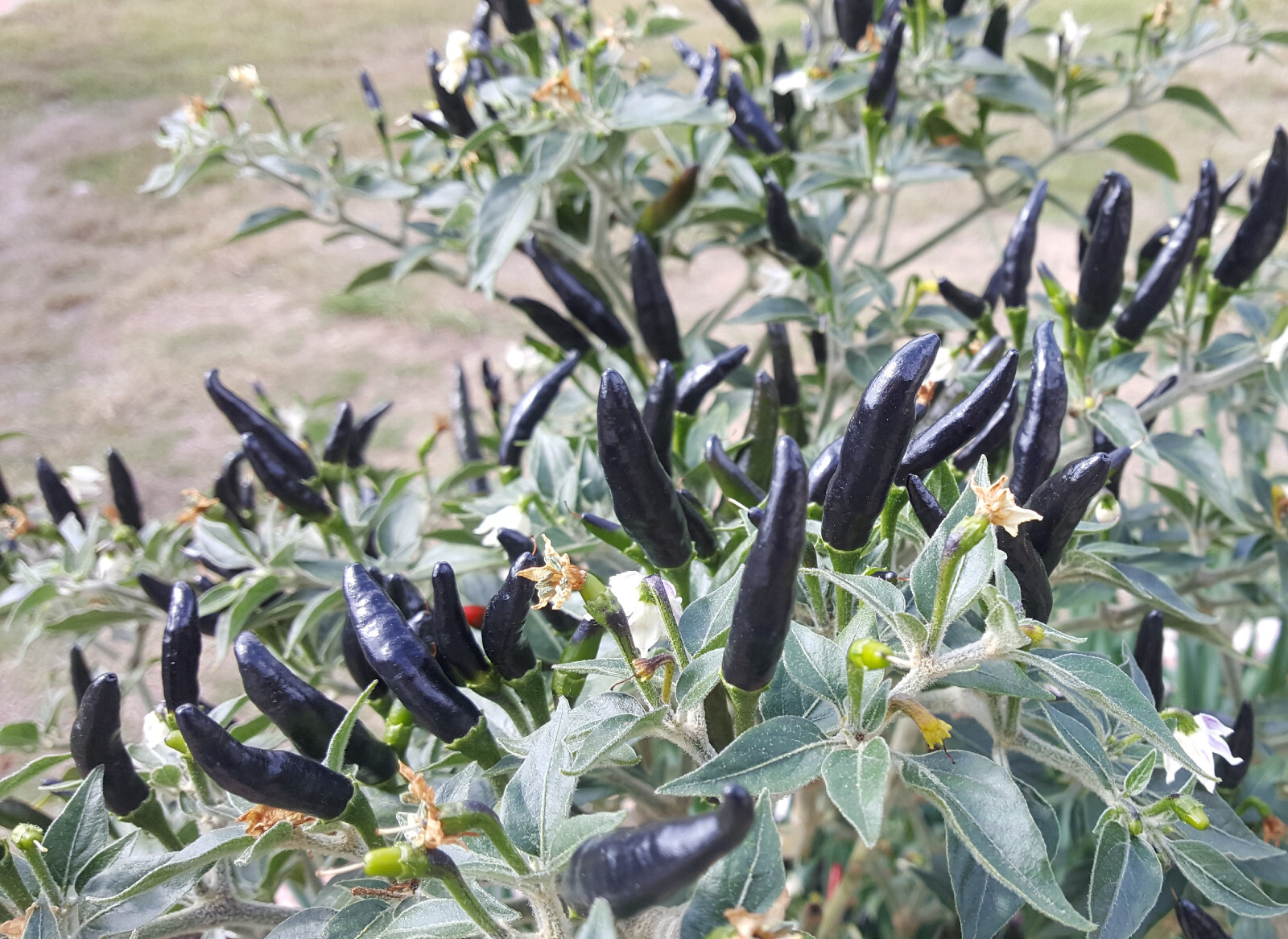 30+Fresh Rare Black Cobra Hot Chili,Black Pepper Organic Seeds