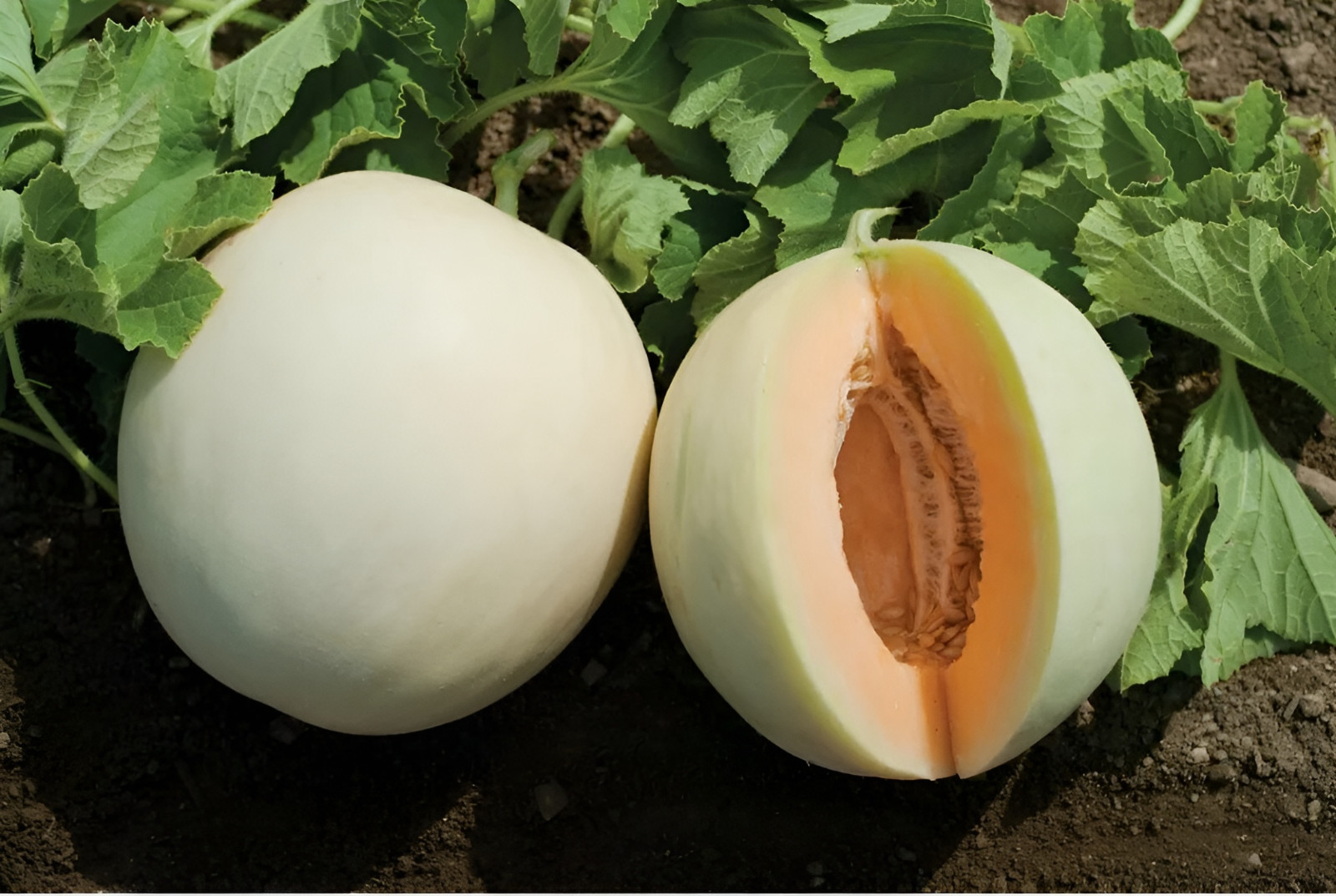 50 Organic Heirloom Orange Flesh Honeydew Melon BUY ONE GET ONE FREE 30% Sweeter