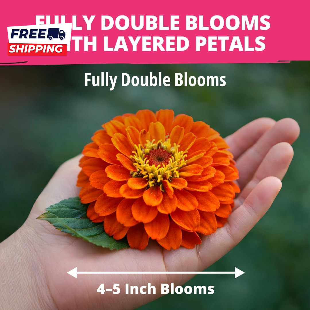 Zinnia Dahlia Seeds Pack for 2026 Non GMO 524 Flower Seeds Vibrant Zinnia Elegan