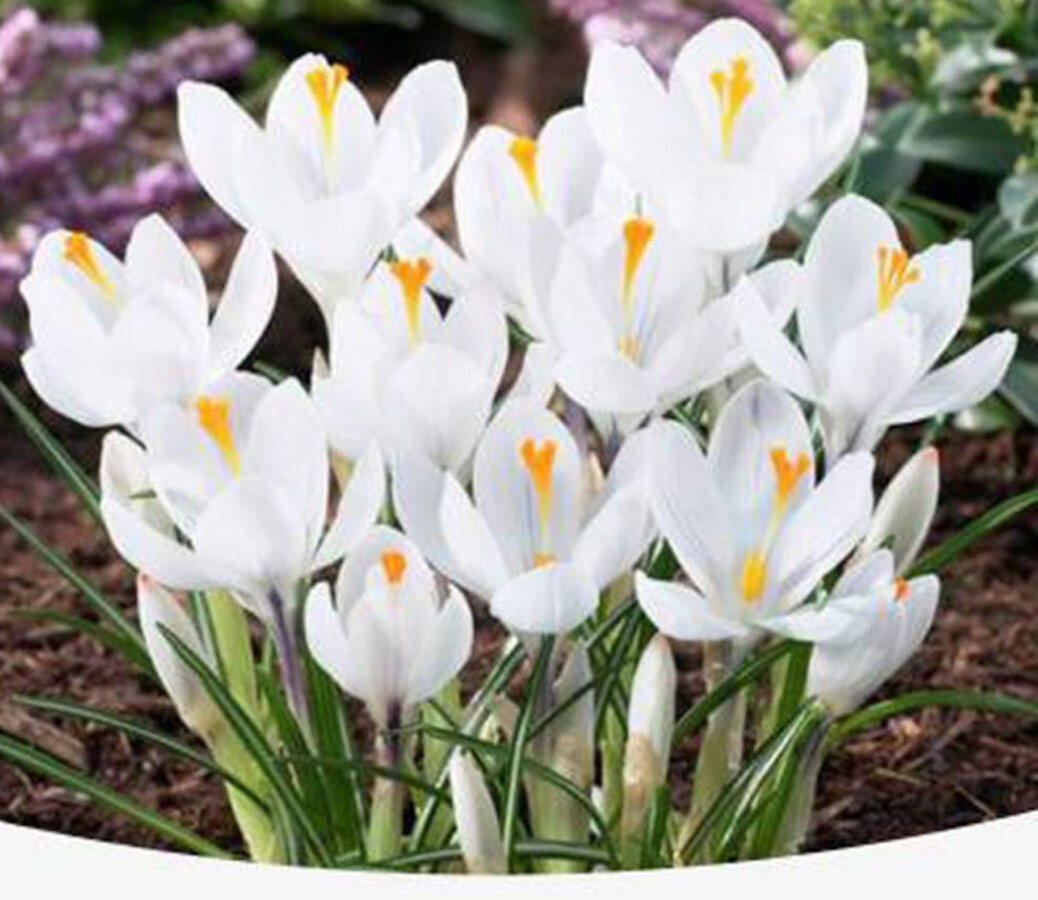 20 SEED PACK for Germination of Exotic CROCUS plant bloom bush flower garden bed
