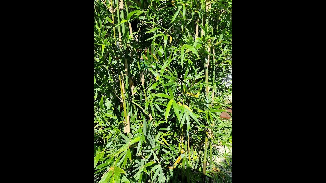 10 Starter Size Bambusa textilis ‘Kanapaha’–Wong Chuk/Royal/Giant Weavers Bamboo
