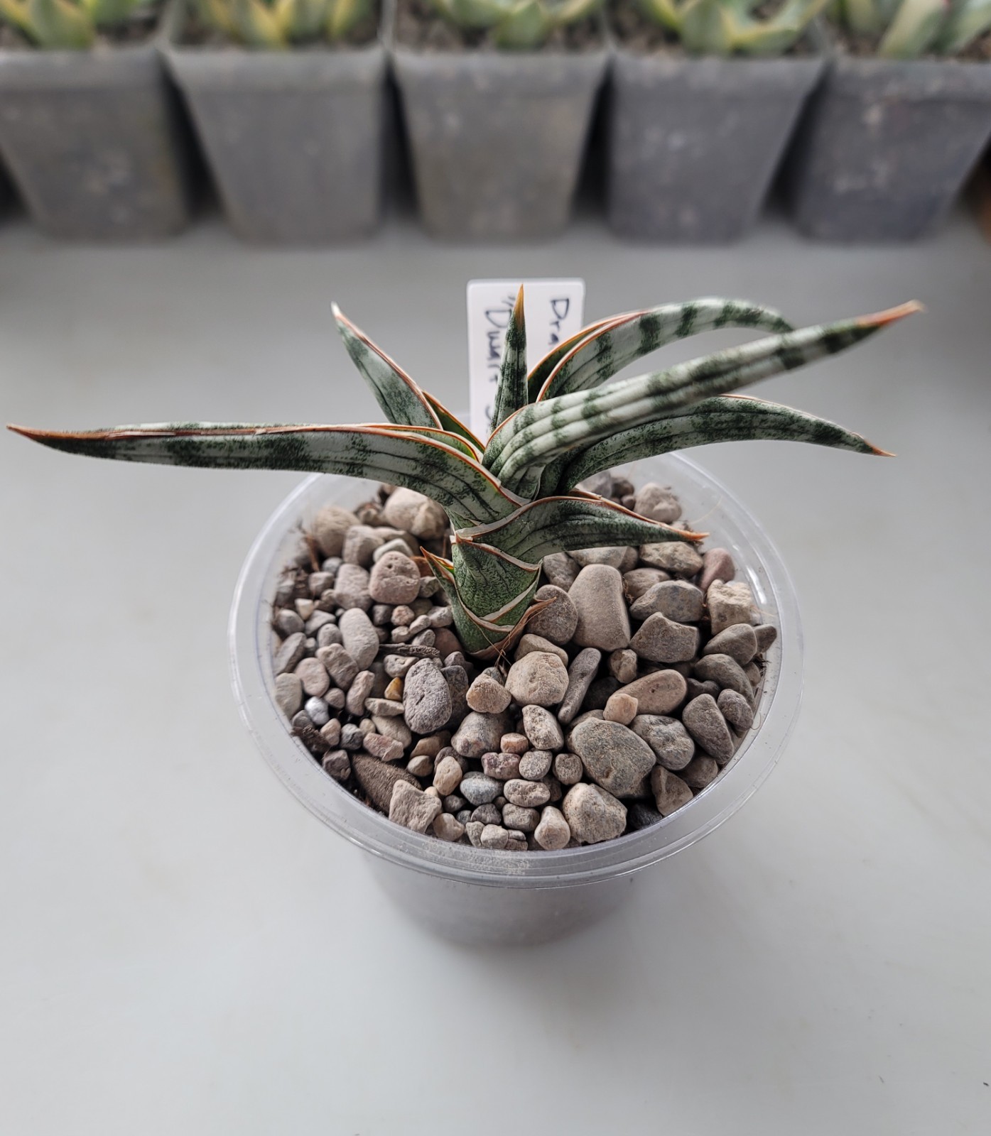 Live Cutting Dracaena Ballyi “Dwarf Snake Plant” Succulent In 4″ Pot – No Roots