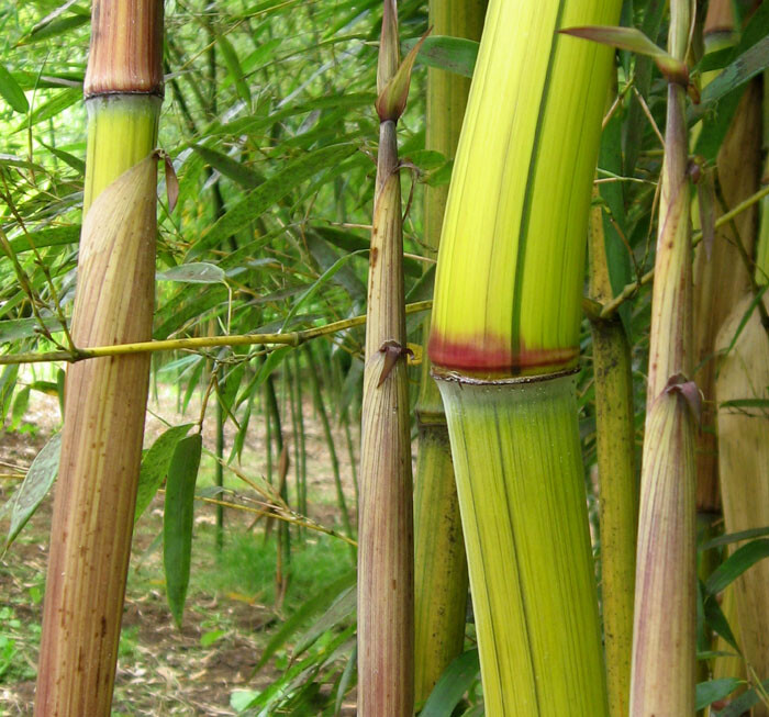 Harbin Inversa Phyllostachys Bamboo Plant – Colorful/Very Cold Hardy Down to -26