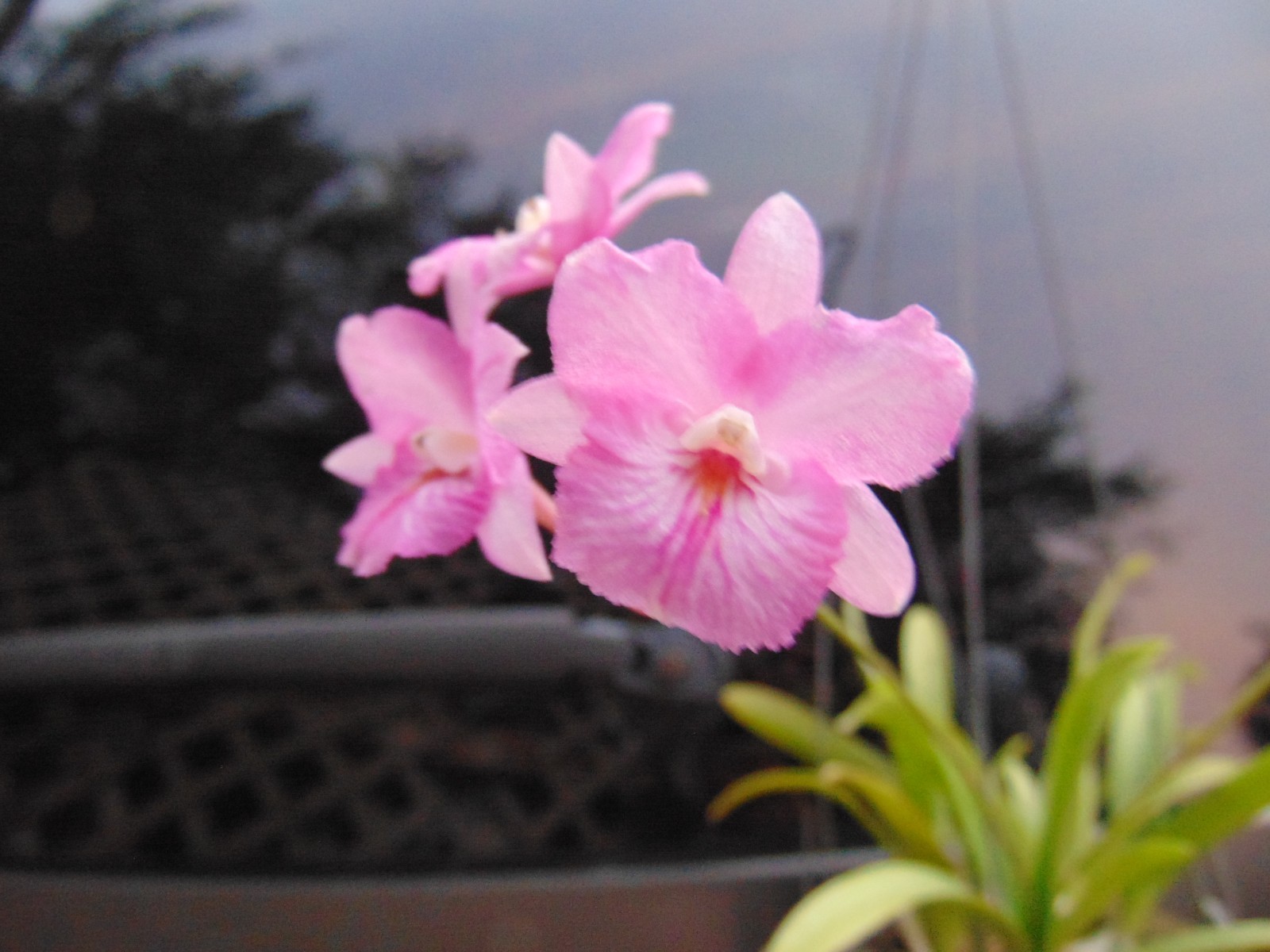Broughtonia sanguinia ‘Full Moon’ FLOWERS 4″ wood basket SPECIES LARGE PLANT