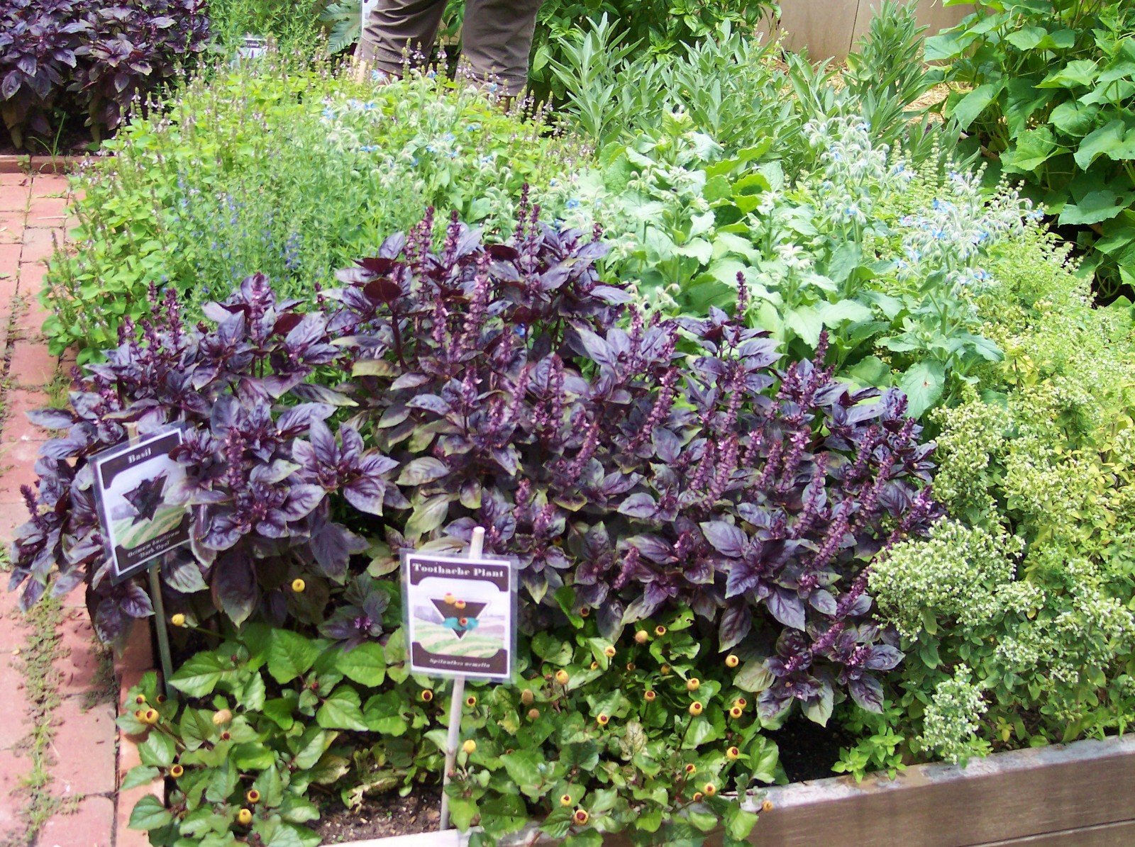 300+ seeds PURPLE DARK OPAL BASIL Ocimum basilicum ‘Dark Opal’