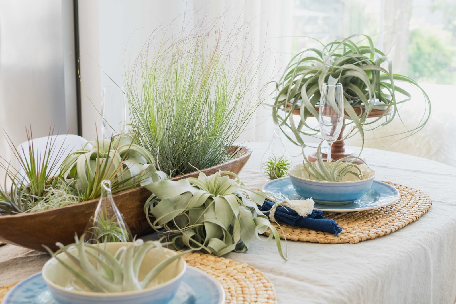 Curly Slim Tillandsia Air Plants – Wholesale Bulk – Easy Care Indoor/Outdoor