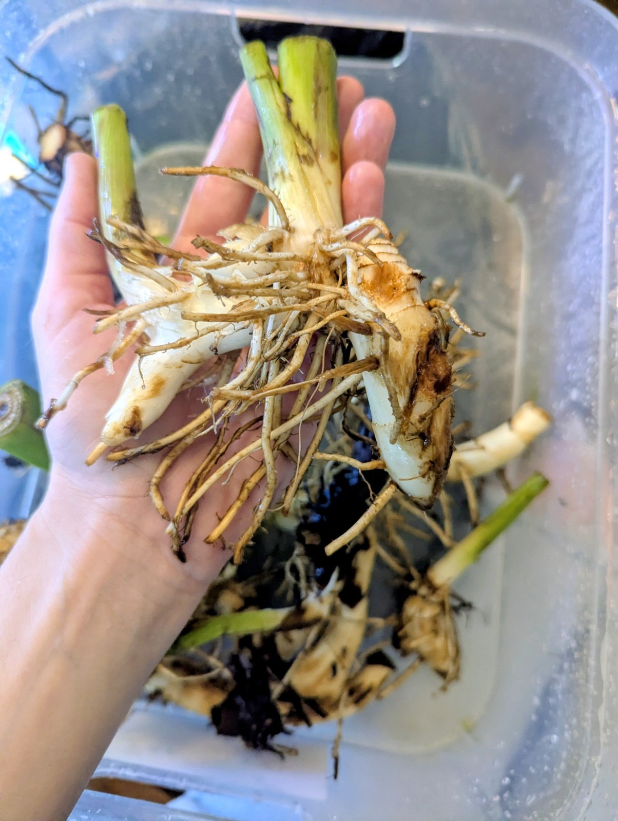 3 Canna Lily Rhizomes Live Bulbs Speckled Orange Yellow Flowers Tropical Plant
