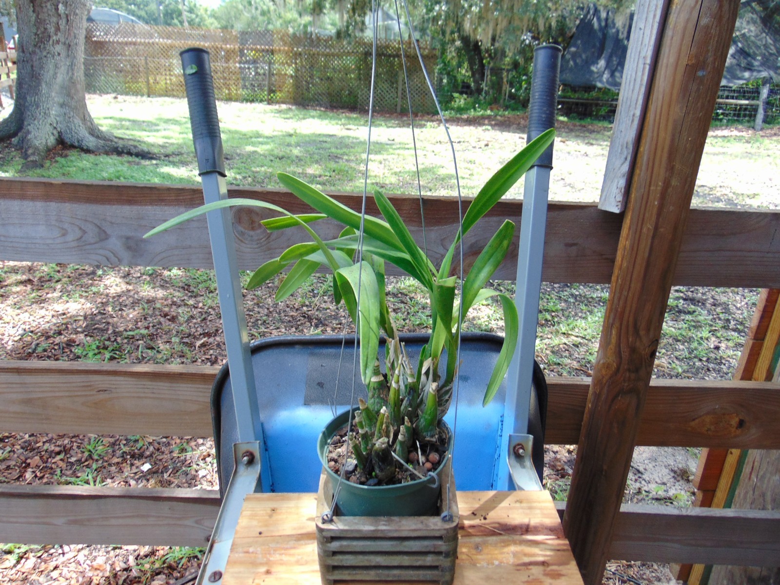 EXTREMELY RARE Encyclia rufa Bloom size 6″ pot LARGE PLANT HIGHLY FRAGRANT B