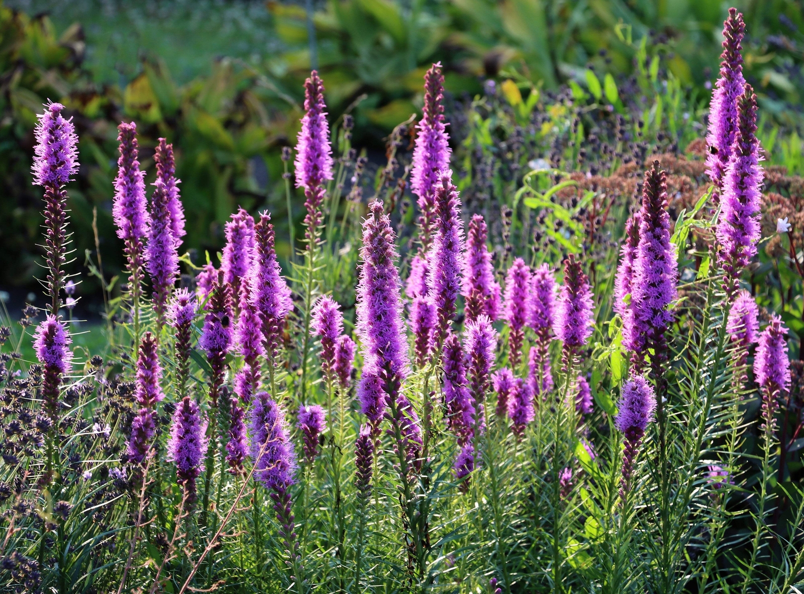 500 PURPLE BLAZING STAR GAYFEATHER LIATRIS Spicata Flower Seeds *Flat S/H