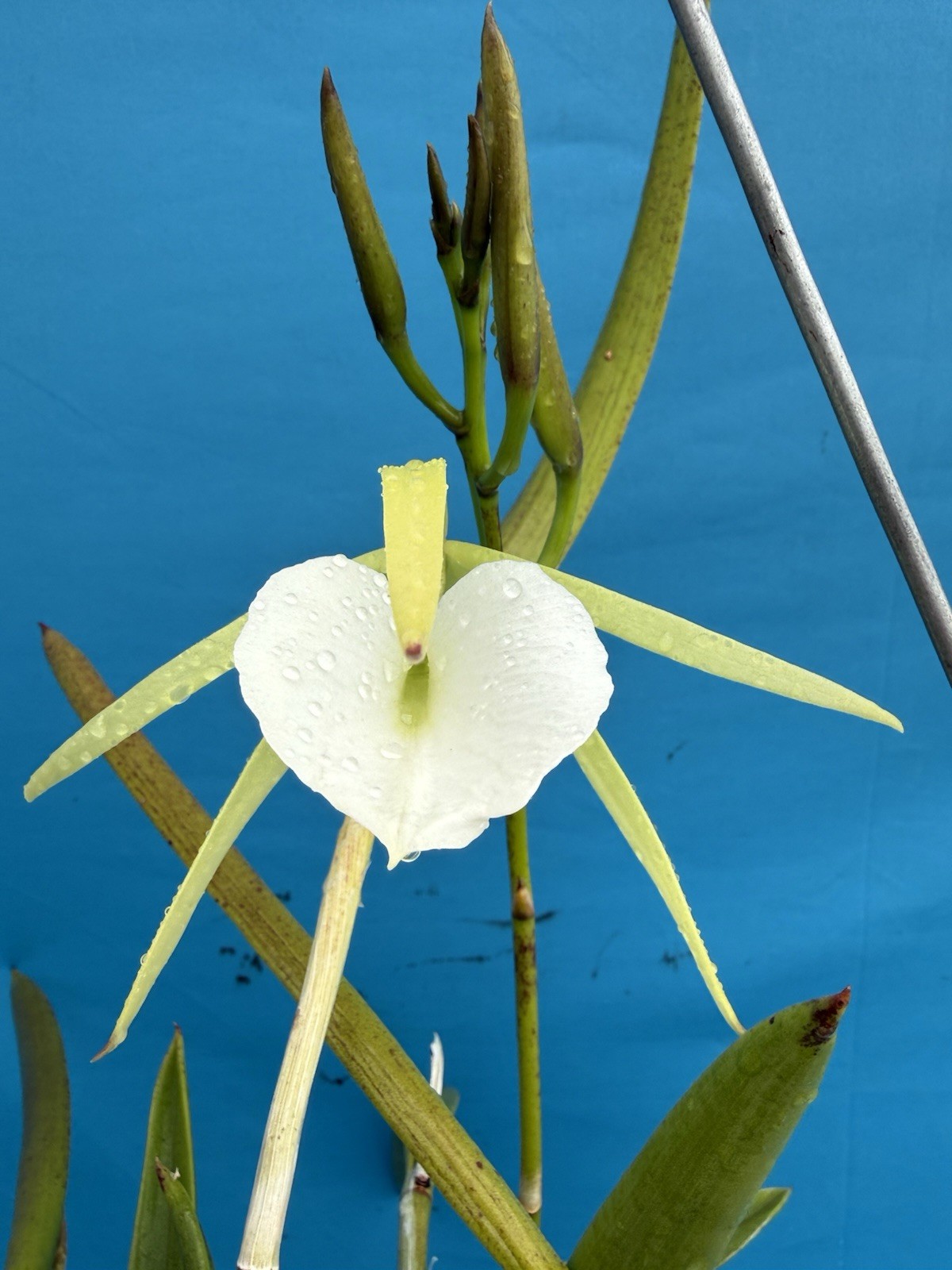 Brassavola nodosa Blooming White Green Orchid Species 9” Basket + Hanger