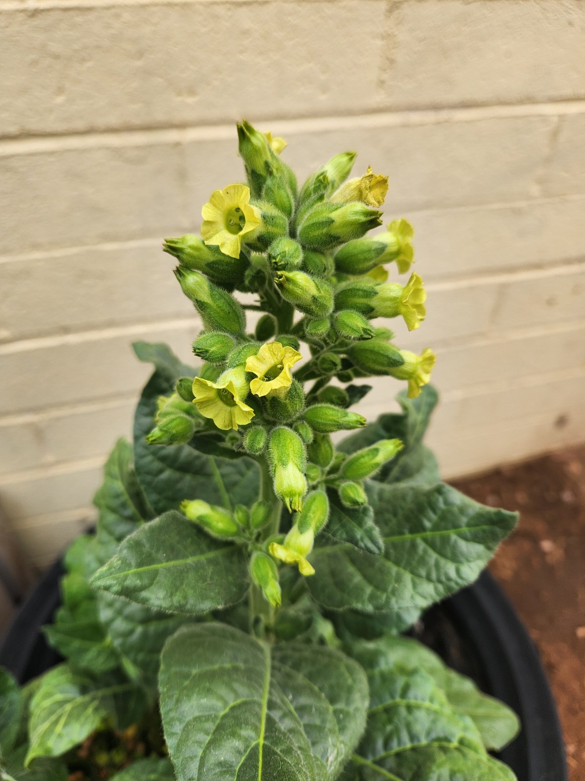 Nicotiana rustica (Aztec Tobacco) Heirloom Seeds for Planting 0.1g or 1.0g