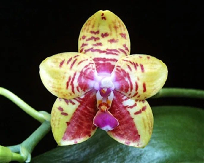 Phalaenopsis Phal. Orchid World ‘Bonnie Vasquez’ AM/AOS GM/12WOC In 3″ Pot